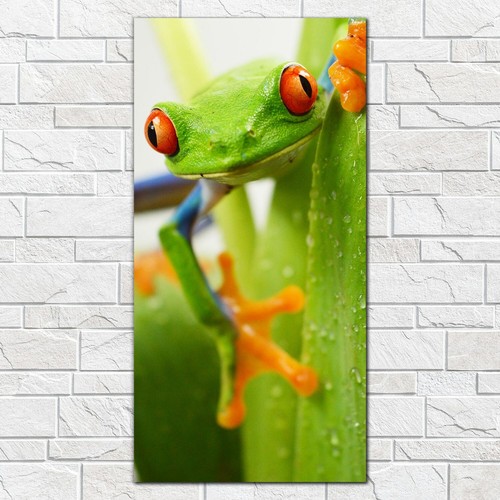 Red eye frog tree amphibian - frog,