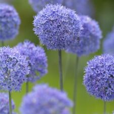 12 x BLUE - Allium AZUREUM -
