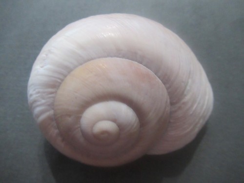 Medium large hermit crab - to,