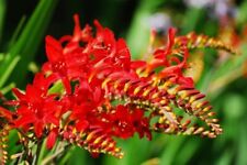 20× Fresh Seeds Crocosmia