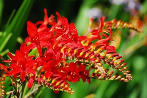 Fresh seeds crocosmia - fresh,