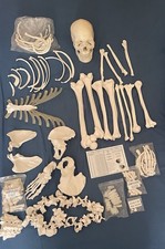 Life size disarticulated human - life-size,
