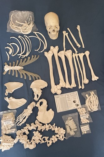 Life size disarticulated human - disarticulated,