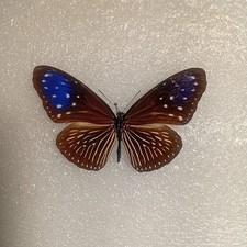 Euploea mulciber butterfly set - euploea,