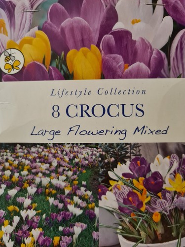 Crocus large dutch - crocus,