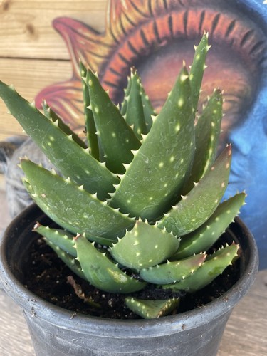 Aloe nobilis gold - aloe, tooth