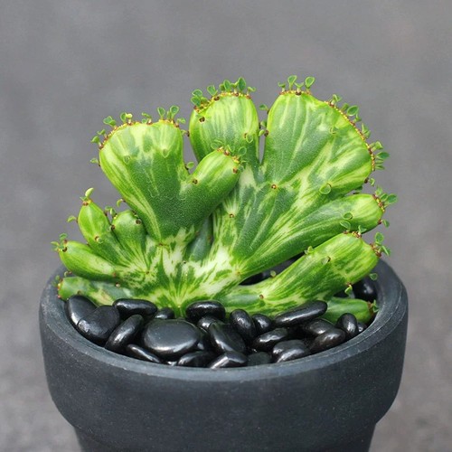 6cm succulent cactus - succulent,