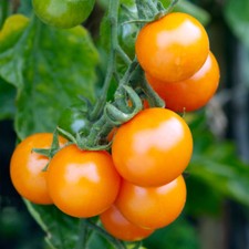 Thompson & Morgan Tomato