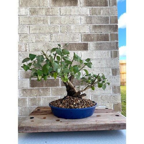 Premium fantastic vitex - premium!!,