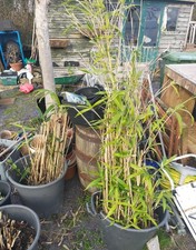 Bamboo plants garden plant - bamboo, x2