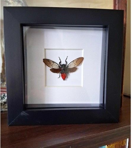 Rosy cicada taxidermy - rosy, uk