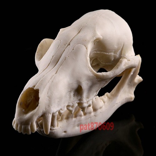 Animal skull red fox - skull,