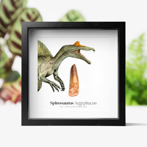 Spinosaurus tooth - tooth, &