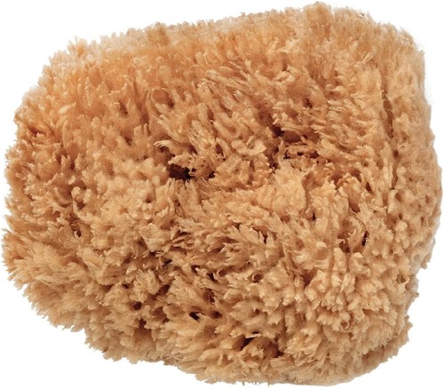 Bodycare sea sponge - sea,