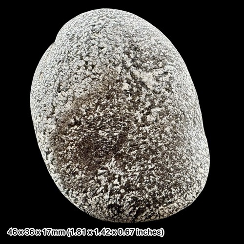 Plesiosaur fossil reptile bone - fossil,