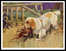 CLUMBER SPANIEL AND PHEASANT