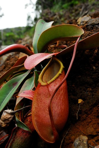 Nepenthes merrilliana - nepenthes,