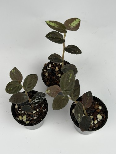 Pelionia repens plant - pelionia,