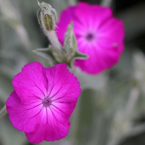 Rose campion lychnis - rose,