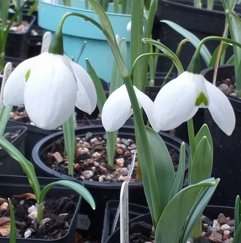 Galanthus chris sanders - galanthus,