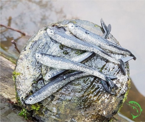 Tiddler soft minnow - tiddler,