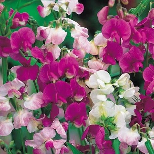 Lathyrus latifolius - latifolius,