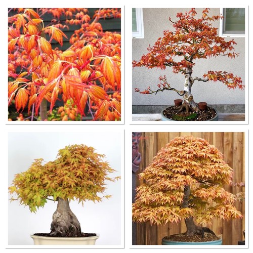Japanese maple katsura years - maple,