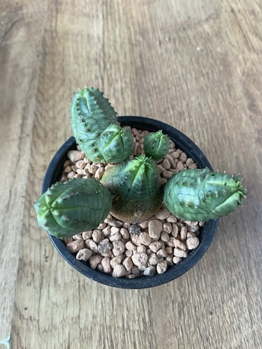 Euphorbia pseudoglobosa - euphorbia, ‘pseudoglobosa’