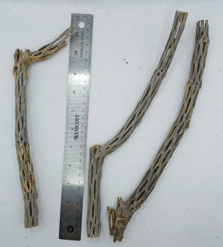 Cholla cactus wood - x,