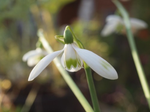 Galanthus reginae olgae ruby - galanthus,