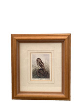 Framed & Glazed Tawny Owl
