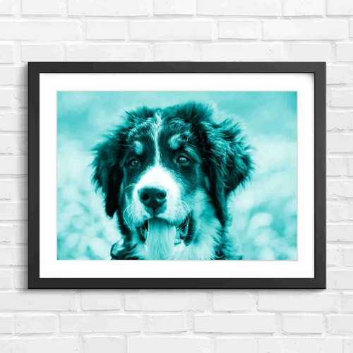 Happy bernese mountain dog - bernese, pup