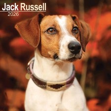 Jack Russell Calendar 2026 - Dogs - Month To View