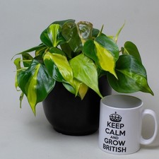Pothos Plant – Philodendron Scandens Brazil (13cm Pot)