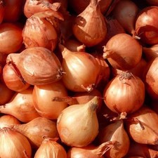 Shallot Matador Vegetable