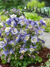 Aquilegia Earlybird™