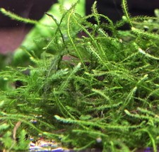 Java Moss Live Aquatic Moss