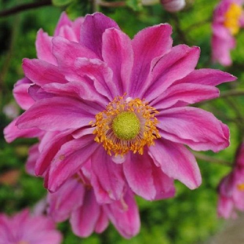 Anemone japanese hupehensis - japanese,