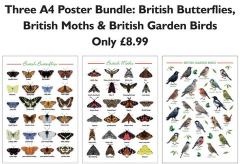 British butterflies - british, butterflies,