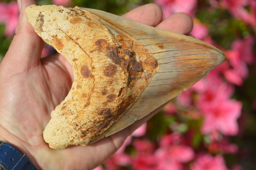 R25 stunning huge natural 6 - natural, 6"