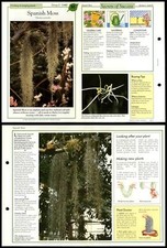 Spanish Moss #55 Climbing & Hanging Success With House Plants 1990 Fold-Out Card