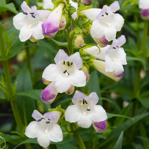 Penstemon harlequin lilac - lilac, |