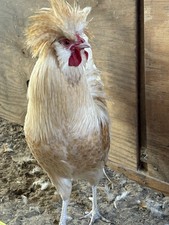 12–RARE LEMON CUCKOO POLISH