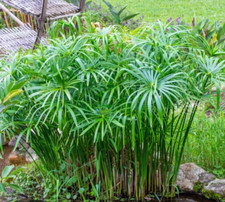 Umbrella plant Cyperus