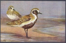 Golden Plover by Roland Green - R.S. Art Press bird postcard