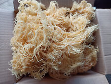 Wild-Crafted Sea Moss –Sun-Dried St Lucia Gold (Eucheuma Cottonii) | Dr Sebi