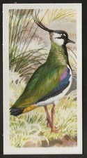 BROOKE BOND (TEA)-BIRD PORTRAITS (NO ADDRESS) 1957-#27- LAPWING 