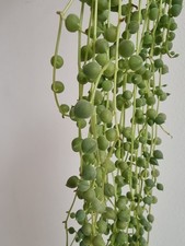 Variegated String of Pearls 5x