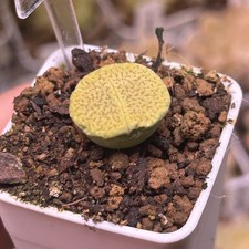 Exact Plant，Lithops Hookeri