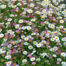 ERIGERON FLEABANE PERENNIAL
